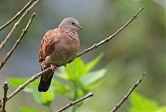 Ruddy Ground Dove